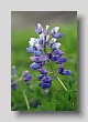 Fleur 3